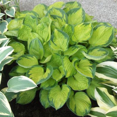 Hosta 'Rainforest Sunrise'